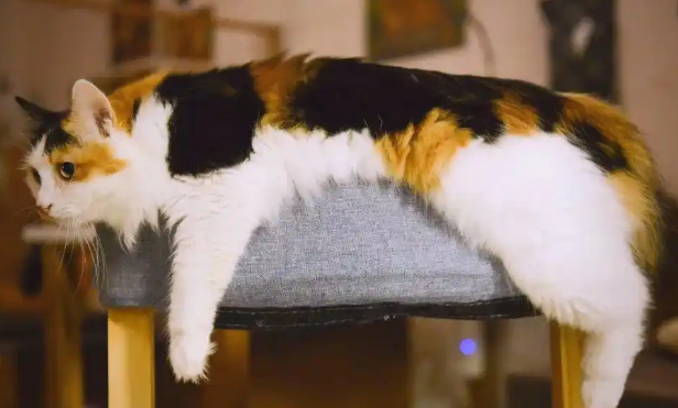 猫咪气管炎和哮喘怎么区分