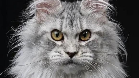 缅因猫属于什么档次?今天来了解一下! 缅因猫属于什么档次?今天来了解一下!