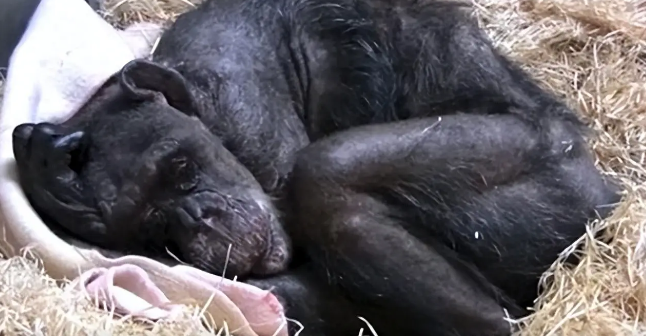 59岁黑猩猩拒绝进食,直到听到了熟悉的声音后,奇迹居然发生了 59岁黑猩猩拒绝进食,直到听到了熟悉的声音后,奇迹居然发生了