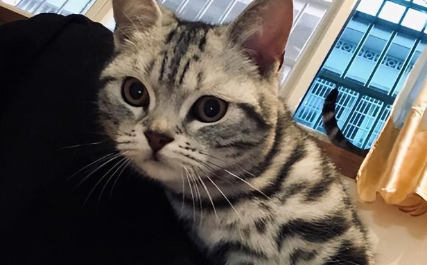 美国短毛猫掉毛“太严重”?多半是这些原因造成! 美国短毛猫掉毛“太严重”?多半是这些原因造成!