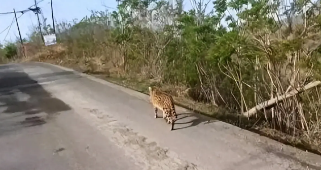 河北石家庄发现薮猫,本应在非洲的猛兽,为何在我国野外出现了? 河北石家庄发现薮猫,本应在非洲的猛兽,为何在我国野外出现了?