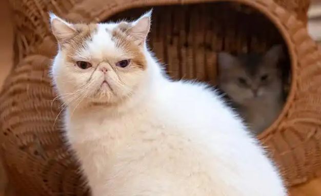 怎么判断加菲猫的健康状态?品种特异性下的生理印记 怎么判断加菲猫的健康状态?品种特异性下的生理印记