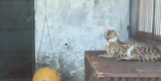 河北石家庄发现薮猫,本应在非洲的猛兽,为何在我国野外出现了? 河北石家庄发现薮猫,本应在非洲的猛兽,为何在我国野外出现了?