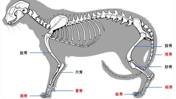 揭秘猫咪寿命:田园猫与纯种猫的显著差异与健康因素 揭秘猫咪寿命:田园猫与纯种猫的显著差异与健康因素