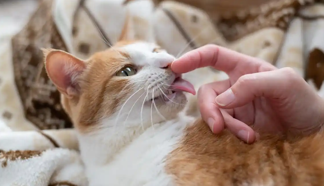 猫瘟自己在家怎么治疗 猫瘟自己在家怎么治疗