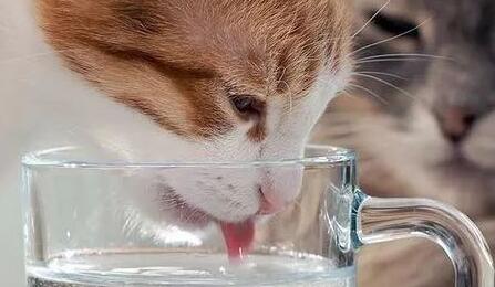 猫咪多饮多尿是肾病信号吗? 猫咪多饮多尿是肾病信号吗?