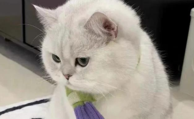 银渐层猫性格大揭秘:到底是天使还是恶魔? 银渐层猫性格大揭秘:到底是天使还是恶魔?