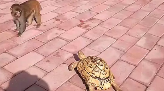 猴子嫌弃乌龟走得太慢,跑到后面帮推:走这么慢,急死猴了 猴子嫌弃乌龟走得太慢,跑到后面帮推:走这么慢,急死猴了