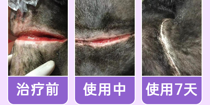 宠物伤口溃烂用宠悠悠祛腐生肌膏,中药修护更安心! 宠物伤口溃烂用宠悠悠祛腐生肌膏,中药修护更安心!
