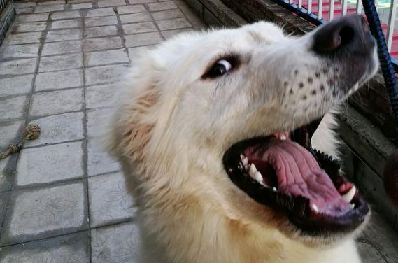 骗父母说自己养的是萨摩耶,五个月后,父母质问网友:这是啥狗! 骗父母说自己养的是萨摩耶,五个月后,父母质问网友:这是啥狗!