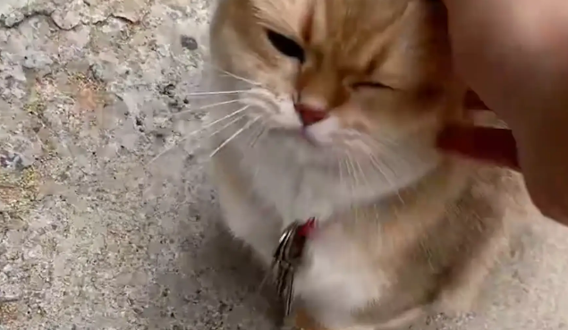 女子回老家,姥姥让猫咪给女子送钥匙开门 女子回老家,姥姥让猫咪给女子送钥匙开门