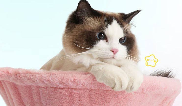 小户型养猫拥挤怎么办？宠贝趣二合一猫爬架：省空间还藏颜值