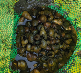 田螺里面有好多小田螺能吃吗 田螺里面有好多小田螺能吃吗