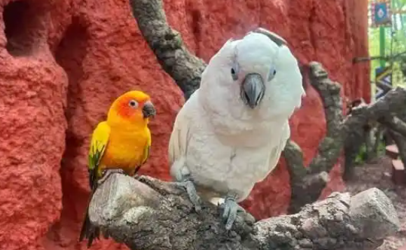 两只鹦鹉“相依为命、孤苦伶仃”?鹦鹉姐妹花的跨物种友谊 两只鹦鹉“相依为命、孤苦伶仃”?鹦鹉姐妹花的跨物种友谊