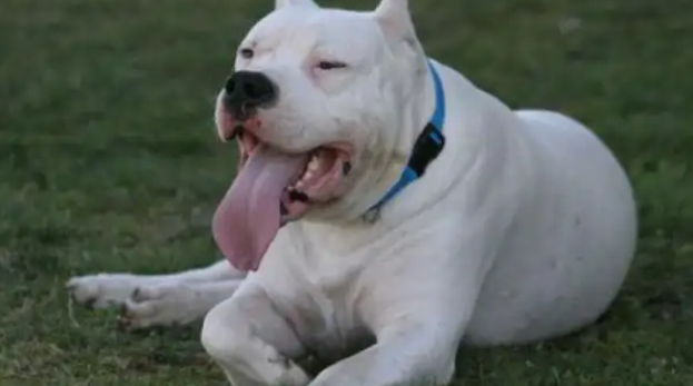 阿根廷杜高犬勇猛吗？饲养的时候，一定要注意这些