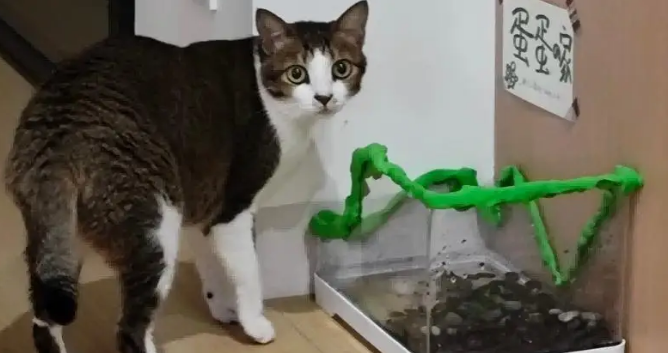 爸爸吐槽猫不会抓老鼠,结果……被猫“报复” 爸爸吐槽猫不会抓老鼠,结果……被猫“报复”