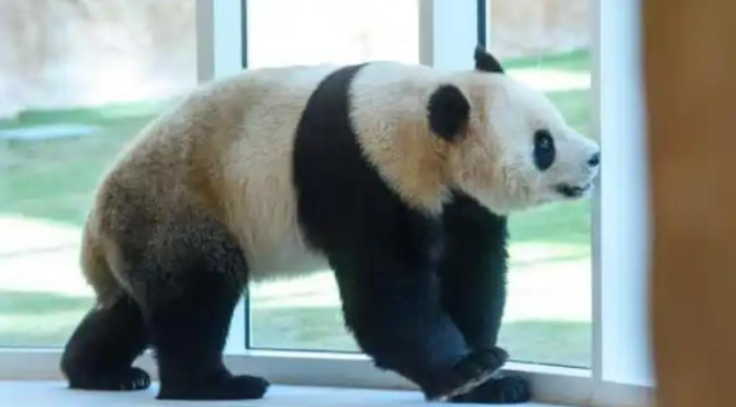 以色列袭击卡塔尔，中国网友急了：我们的两只大熊猫怎么样了？