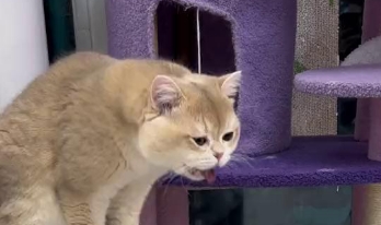 猫咪腹泻可以吃蒙脱石散吗