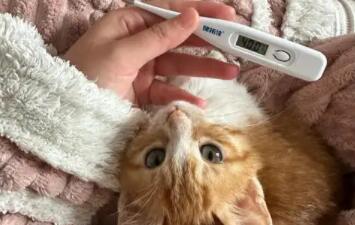 猫咪发烧不退可能是什么病? 猫咪发烧不退可能是什么病?