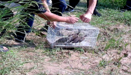 宝鸡岐山：科学评估放归收容鸟类 守护生物多样性