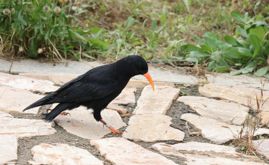 太原放生48只野生鸟类 太原放生48只野生鸟类
