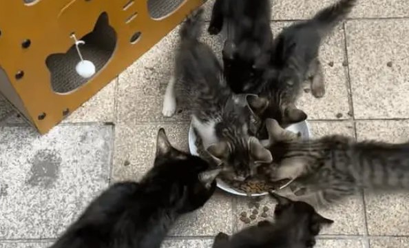 小姐姐捡到了一窝流浪猫,没想到当晚就被猫妈妈找上门,大声质问 小姐姐捡到了一窝流浪猫,没想到当晚就被猫妈妈找上门,大声质问