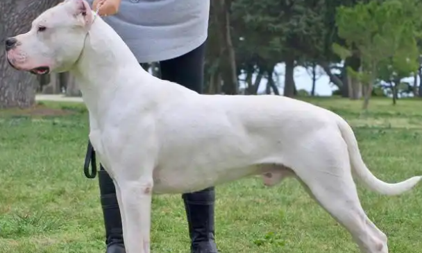 有没有人了解阿根廷杜高犬？它们可是天生的猎手