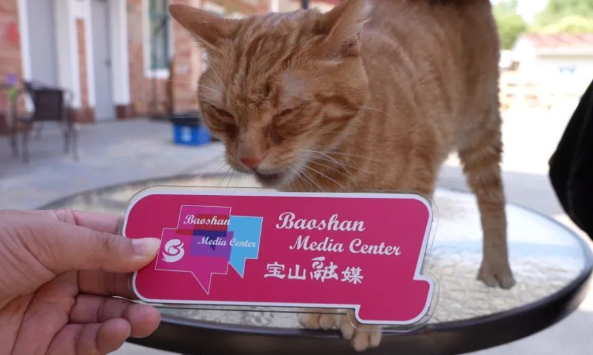 从收容到共生,上海猫岛成为城市治理样本 从收容到共生,上海猫岛成为城市治理样本