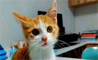 猫咪肾病能治好吗