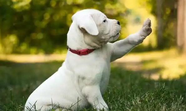 有没有人了解阿根廷杜高犬？它们可是天生的猎手
