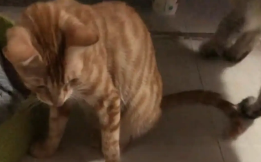 男子喝多了,把猫砂当猫粮喂给猫咪。猫:活爹 男子喝多了,把猫砂当猫粮喂给猫咪。猫:活爹