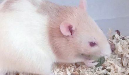 养花枝鼠作为陪伴可以吗?一种独特且亲近人的选择! 养花枝鼠作为陪伴可以吗?一种独特且亲近人的选择!