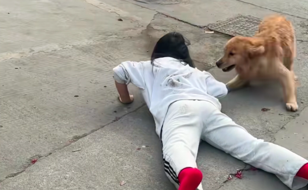 狗没有咬人,主人为何也要赔偿? 狗没有咬人,主人为何也要赔偿?