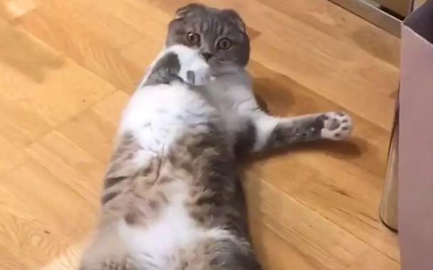 猫咪在睡觉，发现有人在拍自己，立即捂脸：素颜，别拍