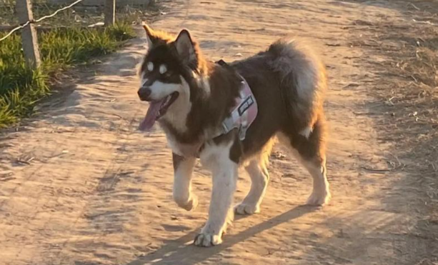 公园遛狗不拴绳,狗突然冲向小孩,家长惊险驱逐化险为夷 公园遛狗不拴绳,狗突然冲向小孩,家长惊险驱逐化险为夷