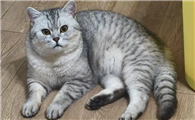 为什么银渐层猫受欢迎？温柔黏人的“治愈系伙伴”