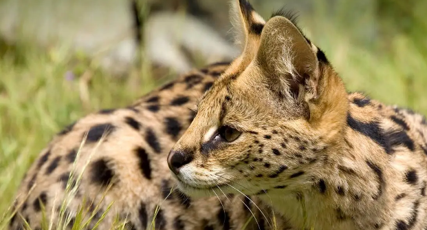 河北石家庄发现薮猫,本应在非洲的猛兽,为何在我国野外出现了? 河北石家庄发现薮猫,本应在非洲的猛兽,为何在我国野外出现了?