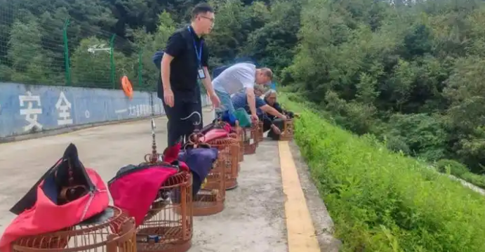 11只画眉鸟被放生 大方县严厉打击破坏野生动物资源违法行为 11只画眉鸟被放生 大方县严厉打击破坏野生动物资源违法行为