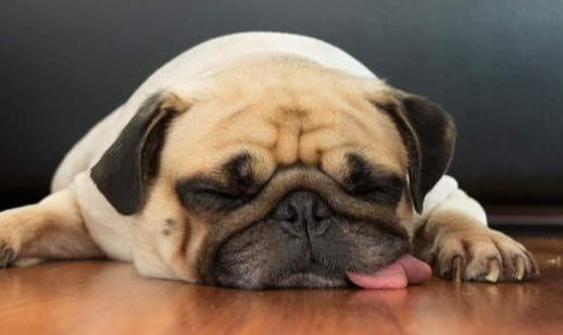 狗狗脱水什么症状 狗狗脱水什么症状