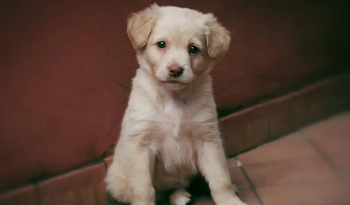 狗狗鼻子干燥发热是患病了吗