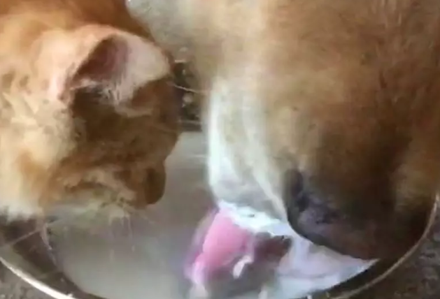狗狗把猫咪的奶给喝了，猫咪一脸委屈：我一口都没喝