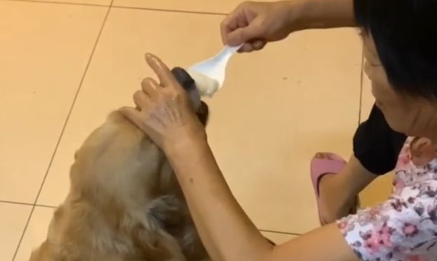 一看就是奶奶带大的狗,“洒饭”就要遭“挨打” 一看就是奶奶带大的狗,“洒饭”就要遭“挨打”