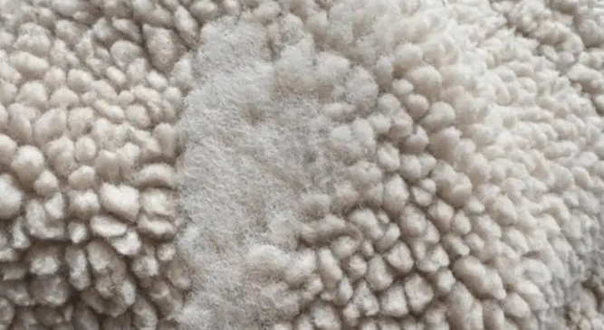 小姐姐家的小猫半夜不睡觉,把摇粒绒外套舔直了 小姐姐家的小猫半夜不睡觉,把摇粒绒外套舔直了