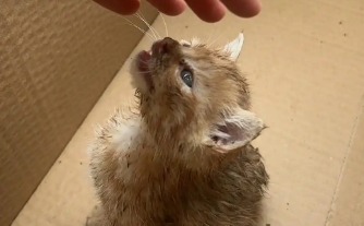猫咪腹泻吃什么药效果好