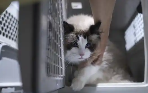 巴媒：中国宠物友好服务蓬勃发展