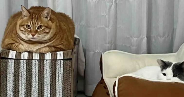 网友吐槽妈妈中式育儿式养猫,本以为是夸张,结果… 网友吐槽妈妈中式育儿式养猫,本以为是夸张,结果…