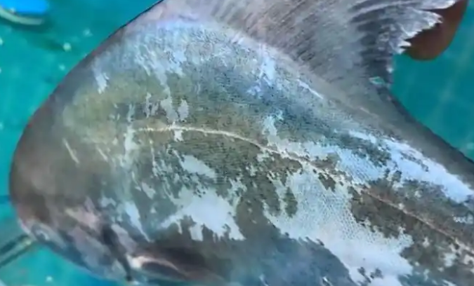 海南女子展示罕见活体斗鲳,有人报价上万! 海南女子展示罕见活体斗鲳,有人报价上万!