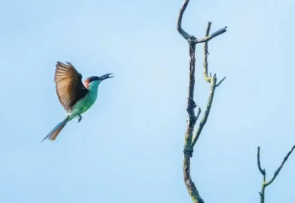 “中国最美的小鸟”现身九华山！
