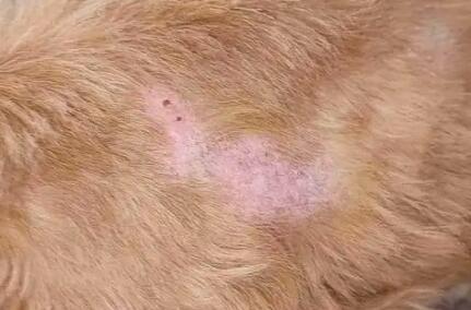 狗狗皮肤掉毛严重是患病了吗？