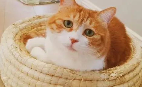 田园猫为什么不建议养？因这几点太难忍受